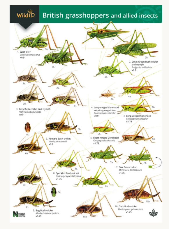 FSC - Guide to British Grasshoppers and Allied Insects