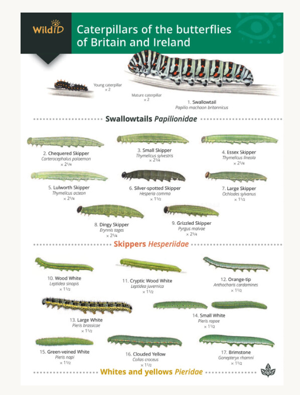 FSC - Guide to Caterpillars of the Butterflies of Britain and Ireland