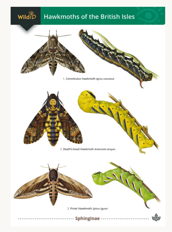 FSC - Guide to the Hawkmoths of the British Isles