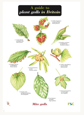 FSC - Guide to Plant Galls in Britain
