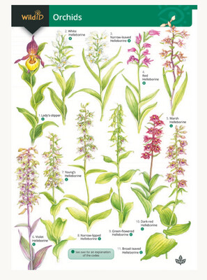 FSC - Guide to Orchids