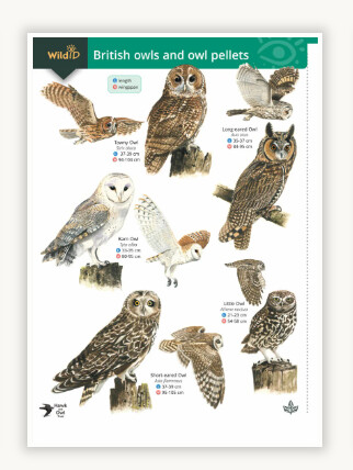 FSC - Guide to British Owls and Owl Pellets