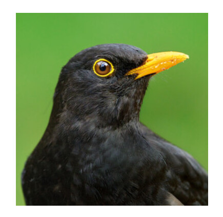 Wildlife Trust - Blackbird Card