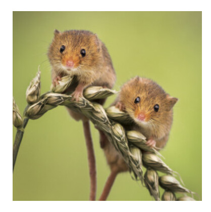 Wildlife Trust - Harvest Mice Card