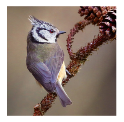 Wildlife Trust - Crested Tit Card