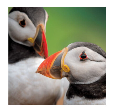 Wildlife Trust - Puffins Card