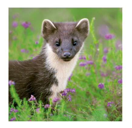 Wildlife Trust - Pine Marten Card