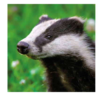 Wildlife Trust - Badger Cub Card
