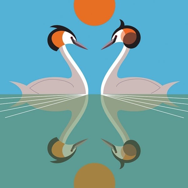 The Art File - Great Crested Grebe Card - i like birds