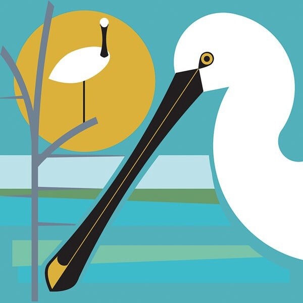 The Art File - Spoonbill Card - i like birds