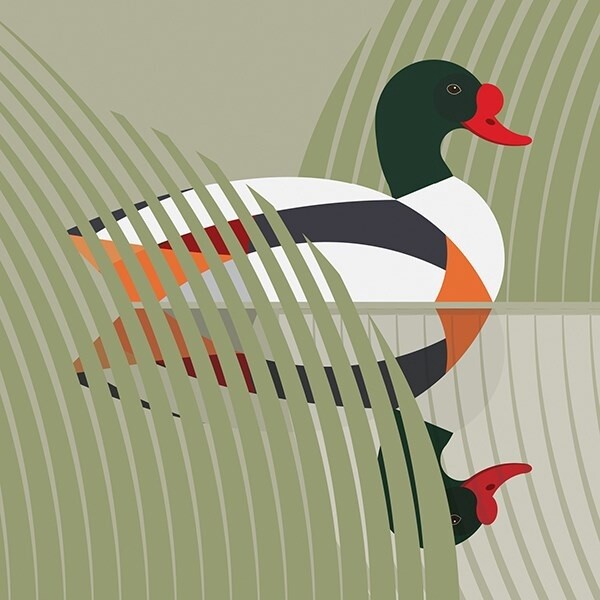 The Art File - Shelduck Card - i like birds
