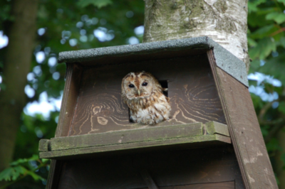 Owl