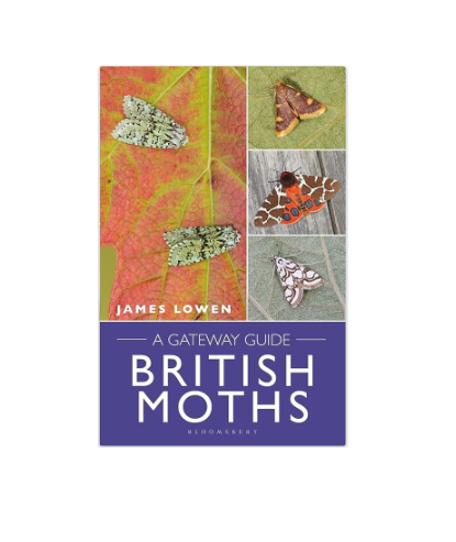 British Moths - A Gateway Guide - Paperback Book