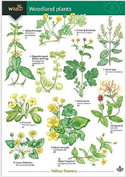 FSC -  Guide to Woodlands, trees, flowers and fungi