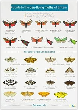 FSC - Guide to Day-flying Moths of Britain