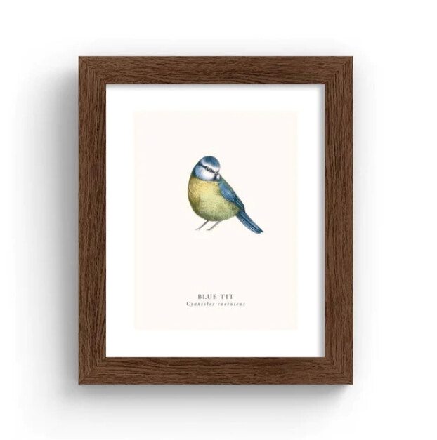 Tall Boy Prints - Blue Tit Print - Black Frame