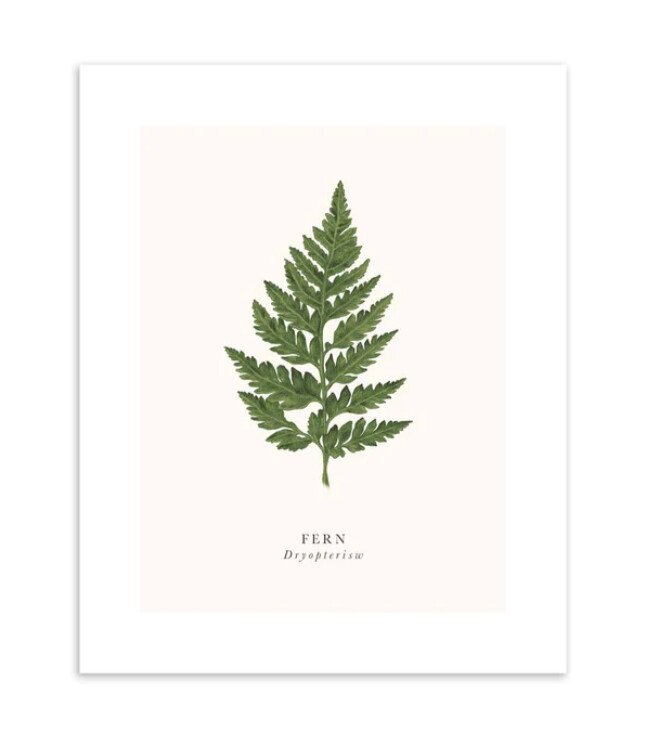 Tall Boy Prints - Fern Print - Black Frame