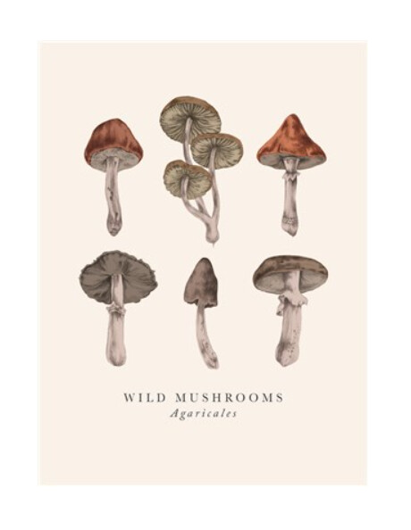The Art File - Wild Mushrooms Card