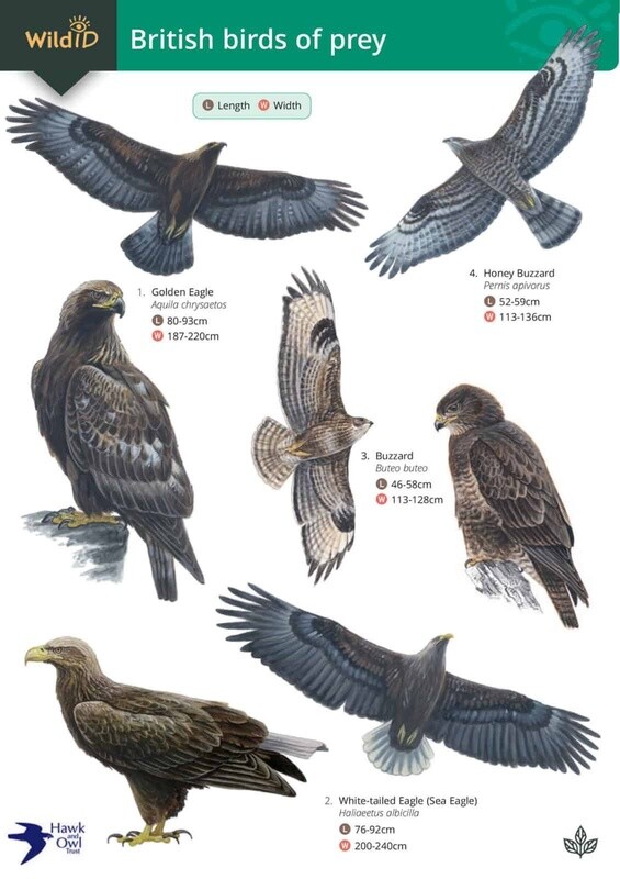 FSC - Guide to British Birds of Prey