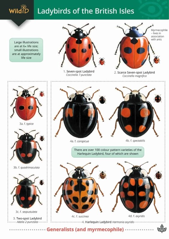 FSC - Guide to Ladybirds of the British Isles