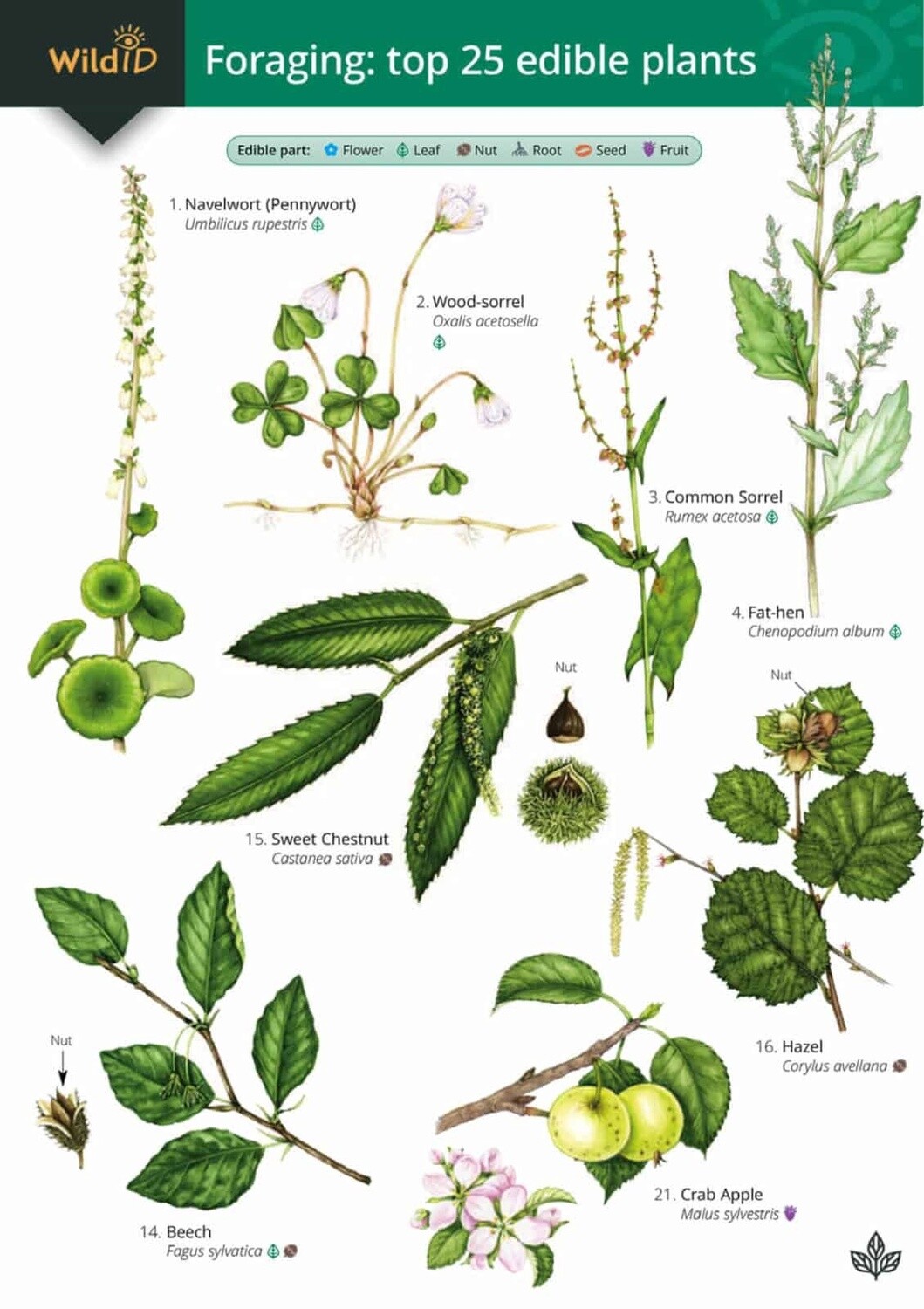 FSC - Guide to Foraging: Top 25 Edible Plants