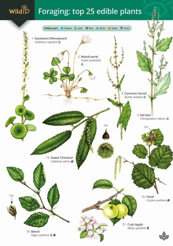 FSC - Guide to Foraging: Top 25 Edible Plants