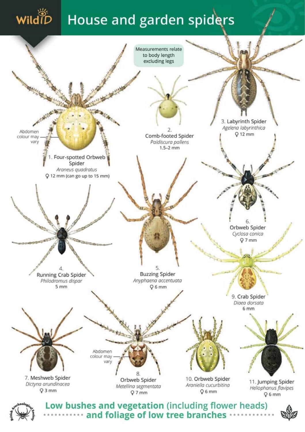 FSC - Guide to House and Garden Spiders