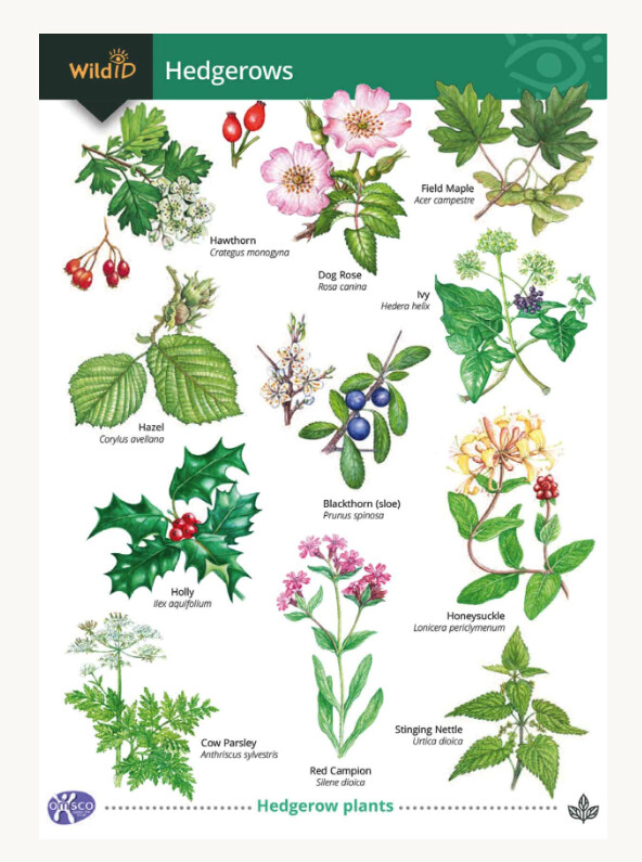 FSC - Guide to Hedgerows