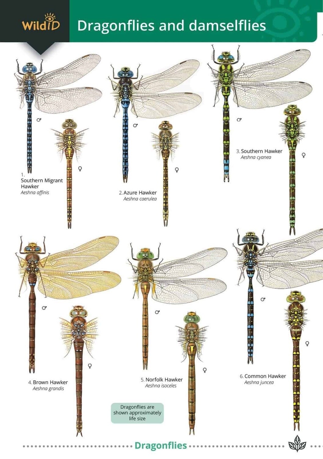 FSC - Guide to Dragonflies and Damselflies