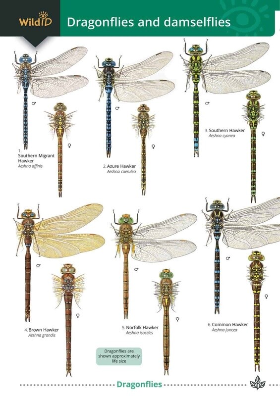 FSC - Guide to Dragonflies and Damselflies