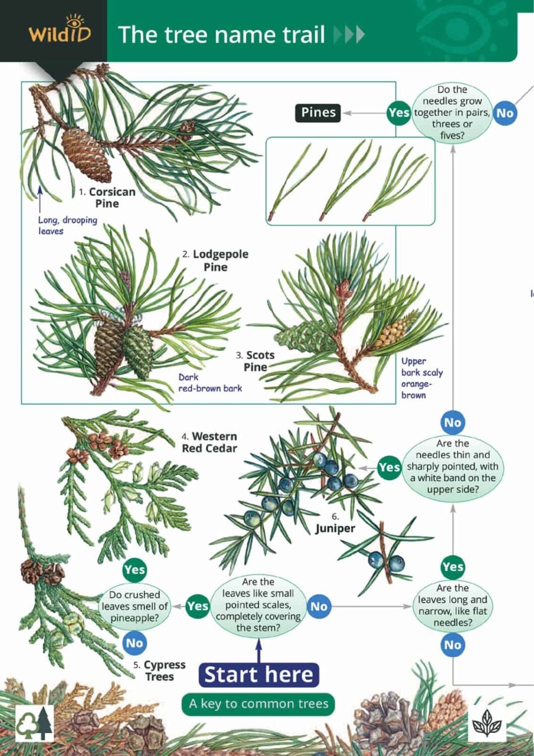 FSC - Guide to the Tree Name Trail