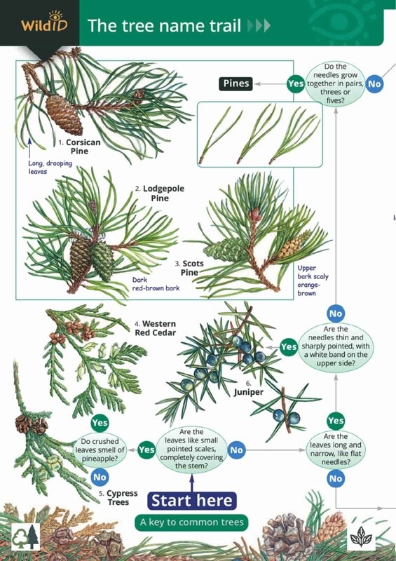 FSC - Guide to the Tree Name Trail