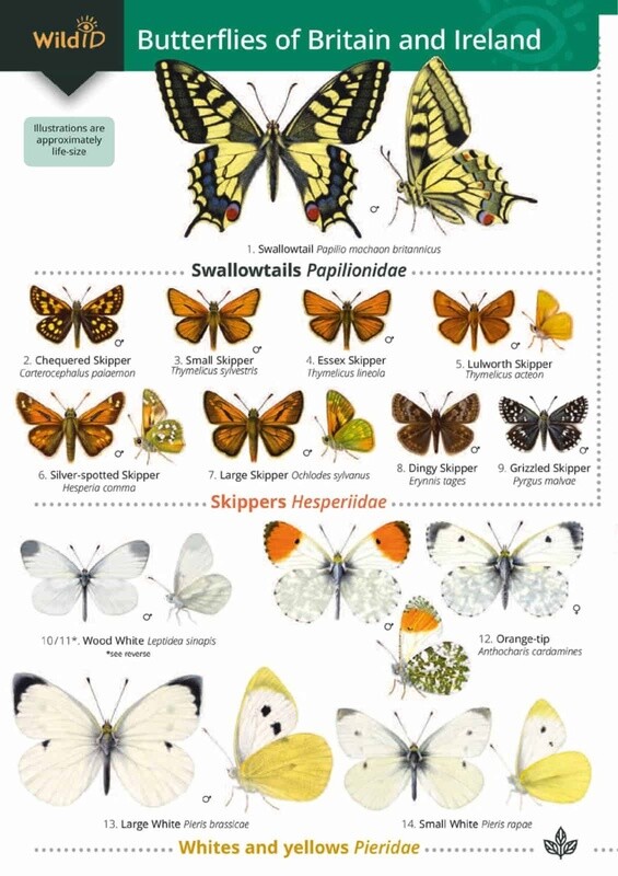 FSC - Guide to Butterflies of Britain and Ireland