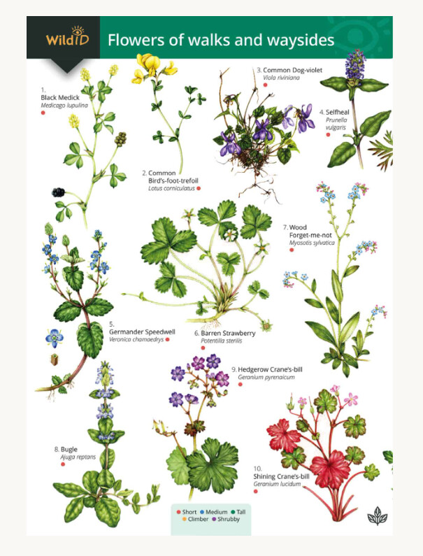 FSC - Guide to Flowers of Walks and Waysides