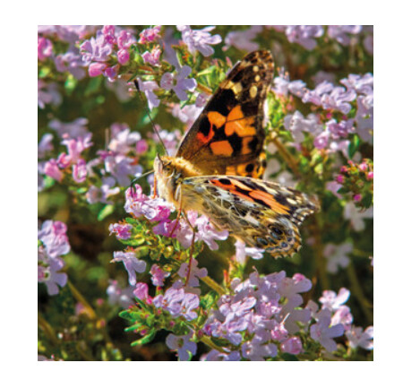 Wildlife Trust - Painted Lady Butterfly Card