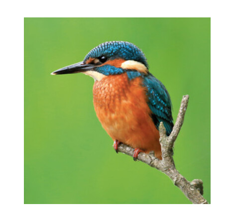 Wildlife Trust - Kingfisher Card