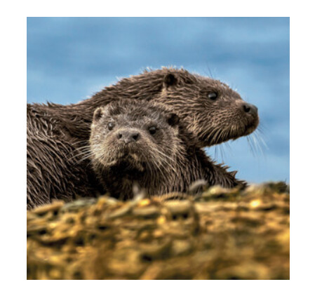 Wildlife Trust - Otters Card