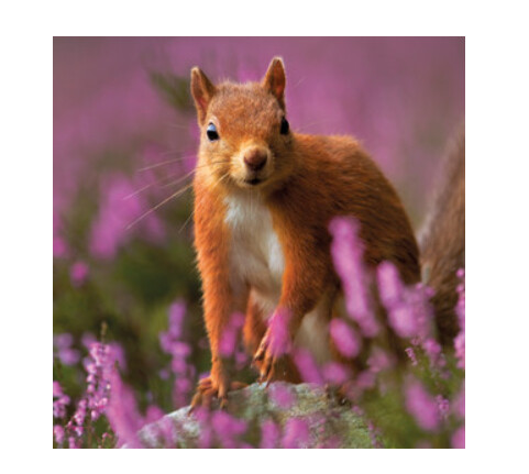 Wildlife Trust - Red Squirrel Purple Card