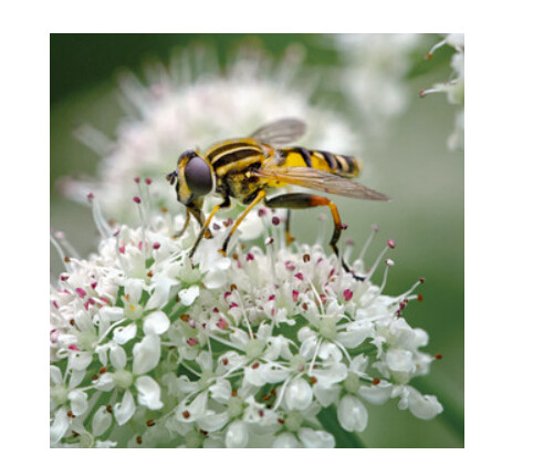 Wildlife Trust - Hoverfly Card