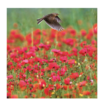 Wildlife Trust - Skylark Over Poppies Card