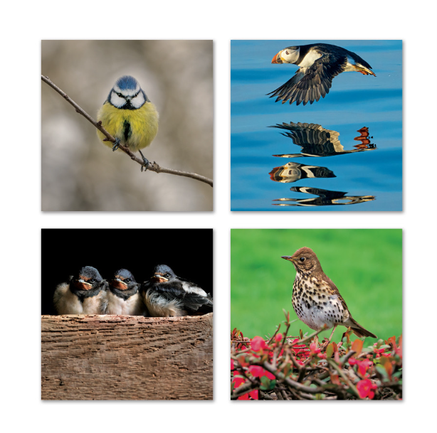 Wildlife Trust - TWT British Birds Card Set