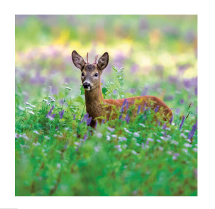 Wildlife Trust - Roe Deer Card