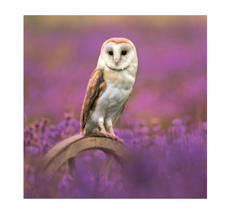 Wildlife Trust - Barn Owl Card