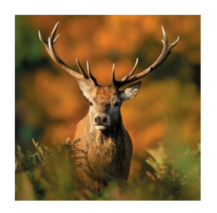 Wildlife Trust - Red Deer Stag Card
