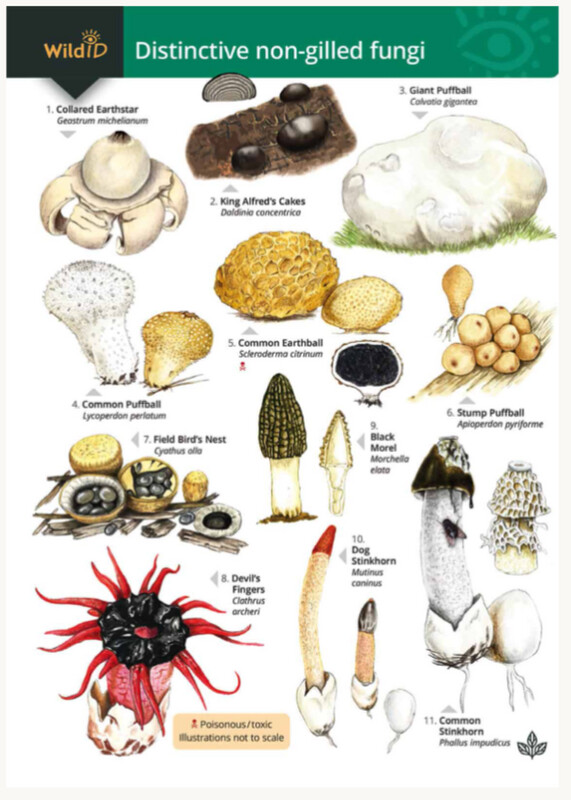 FSC - Distinctive Non-Gilled Fungi