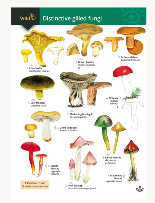 FSC - Distinctive Gilled Fungi