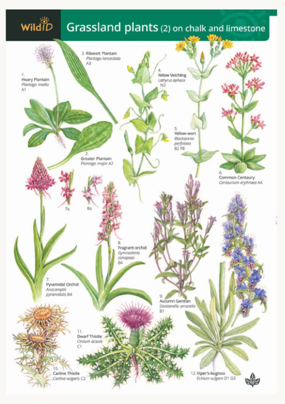 FSC - Grassland Plants (2) Guide