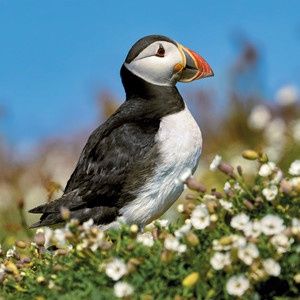 Wildlife Trust - Puffin Card
