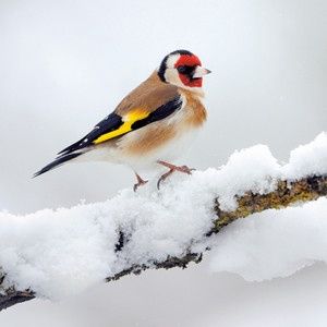 Wildlife Trust - Goldfinch Card