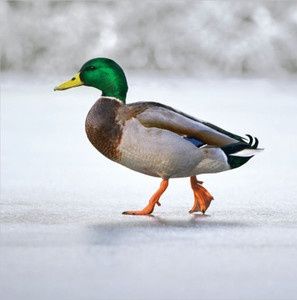 Wildlife Trust - Mallard (Stepping Out) Card